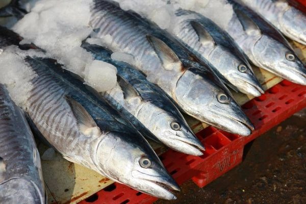 Quên cá hồi đi: Chợ Việt có 3 loại cá "vô địch" Omega-3, âm thầm nuôi não, giá chỉ từ vài chục nghìn- Ảnh 1.