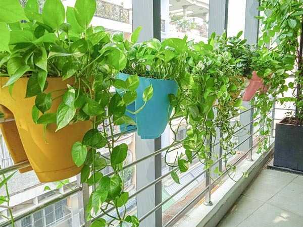 Ban công nhà giàu thường đặt 5 loại cây này để trấn giữ của cải, tiền bạc ở lại lâu hơn- Ảnh 7.