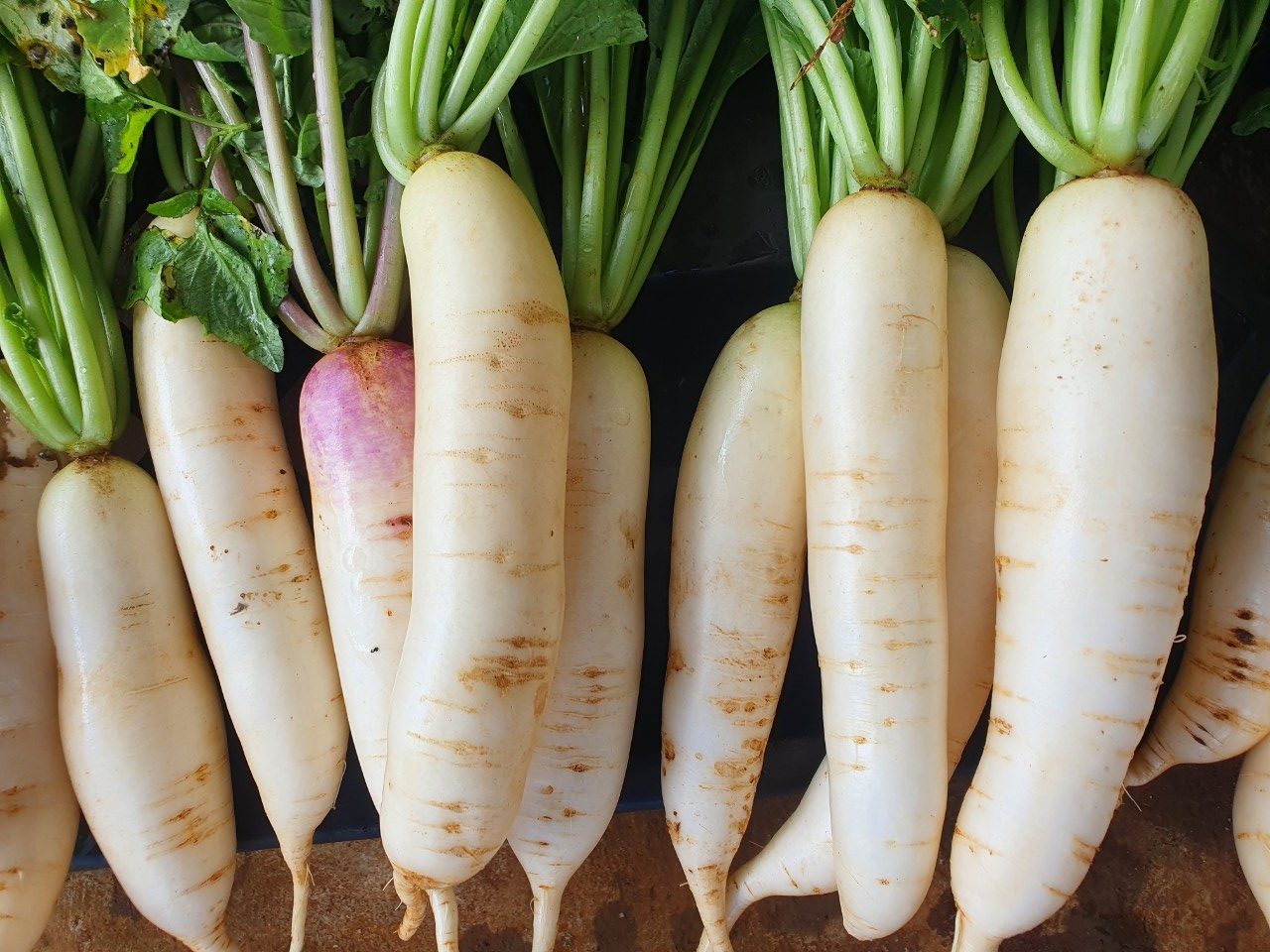 Củ cải đem thái sợi rồi xào cùng nguyên liệu này vừa ngon miệng, lại giàu canxi tốt cho xương từ già đến trẻ- Ảnh 1.