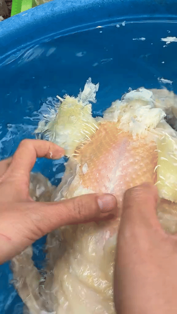 Thánh thần ơi, chưa bao giờ xem vặt lông vịt cuốn đến như vậy- Ảnh 1.