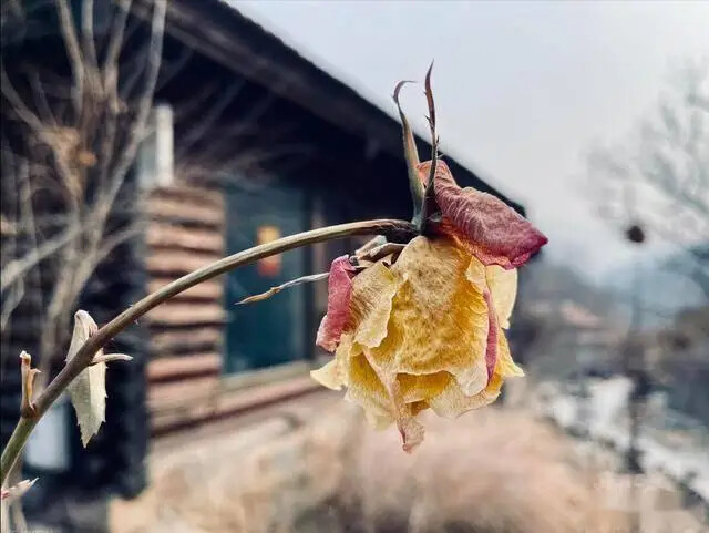 Thầy phong thủy nhắc: Có 4 cây "phá tài", hại sức khỏe, gia chủ tuyệt đối đừng đặt ở ban công- Ảnh 2.