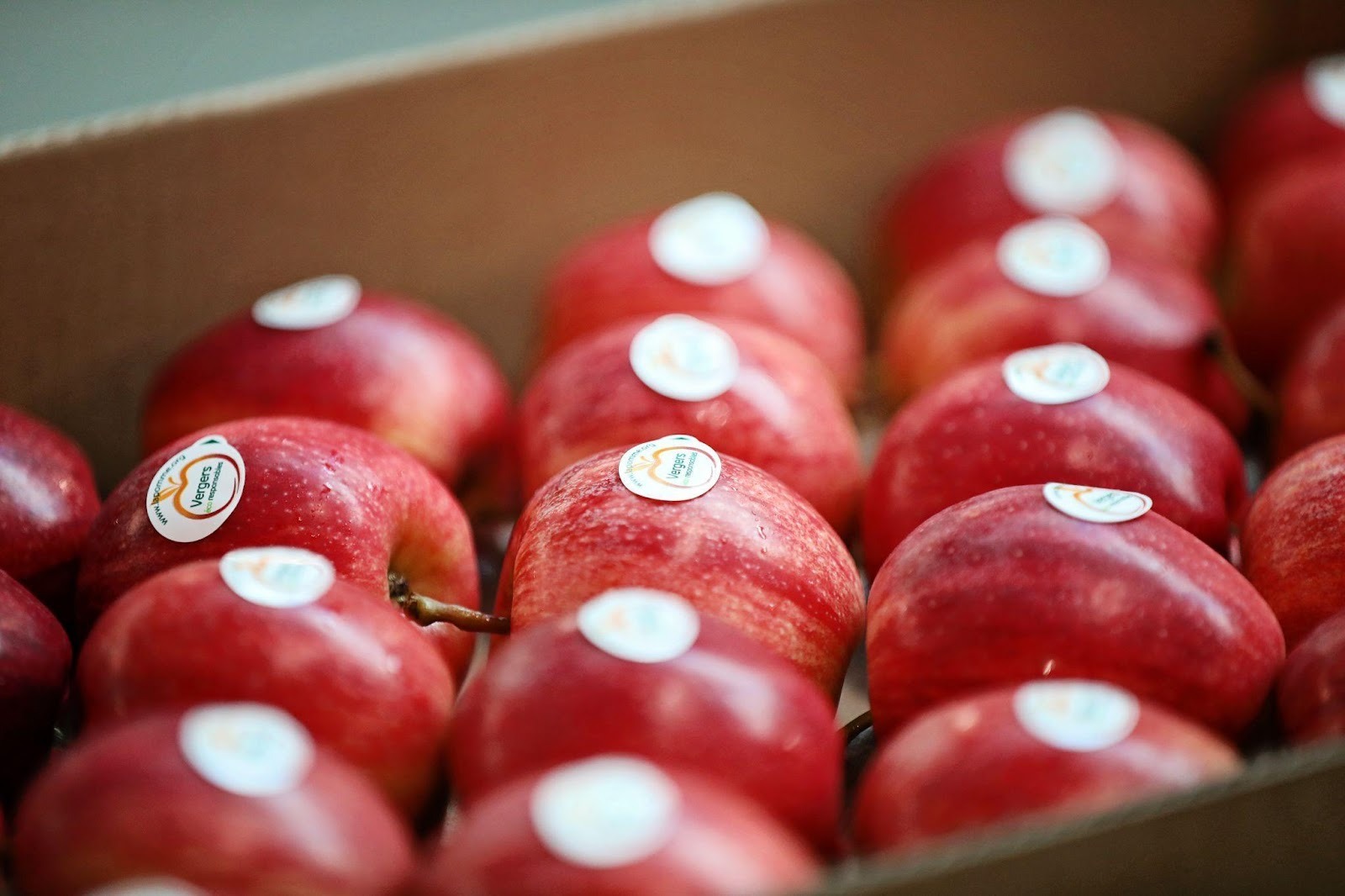 1,485 triệu tấn táo – Mùa vụ “kiên cường” của nông dân Pháp trong năm 2025- Ảnh 2.