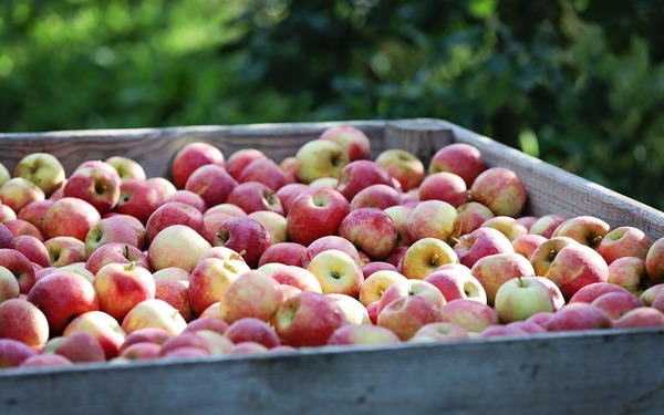 1,485 triệu tấn táo – Mùa vụ “kiên cường” của nông dân Pháp trong năm 2025- Ảnh 1.