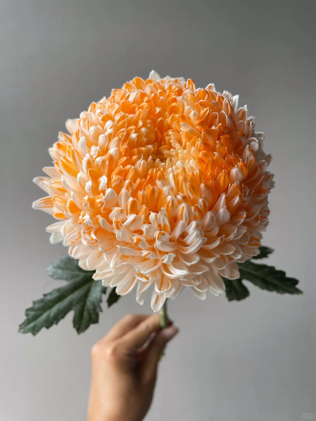 Chi hơn 300k rước bình hoa "khổng lồ" về nhà: Loài hoa định nghĩa lại hai chữ "phú quý" cho phòng khách ngày xuân- Ảnh 28.