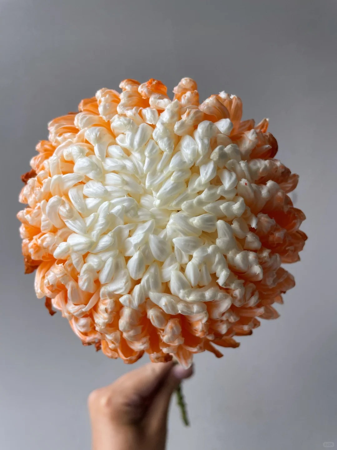 Chi hơn 300k rước bình hoa "khổng lồ" về nhà: Loài hoa định nghĩa lại hai chữ "phú quý" cho phòng khách ngày xuân- Ảnh 26.