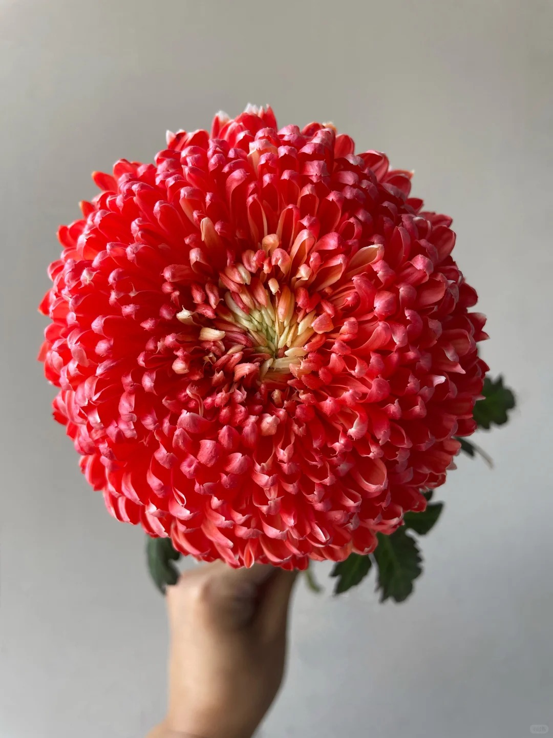 Chi hơn 300k rước bình hoa "khổng lồ" về nhà: Loài hoa định nghĩa lại hai chữ "phú quý" cho phòng khách ngày xuân- Ảnh 29.