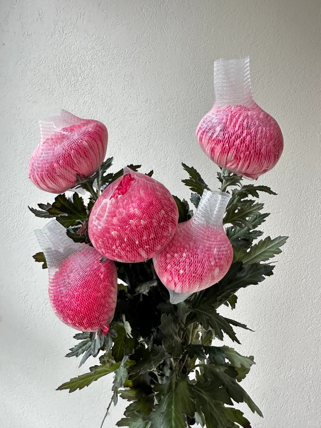 Chi hơn 300k rước bình hoa "khổng lồ" về nhà: Loài hoa định nghĩa lại hai chữ "phú quý" cho phòng khách ngày xuân- Ảnh 31.