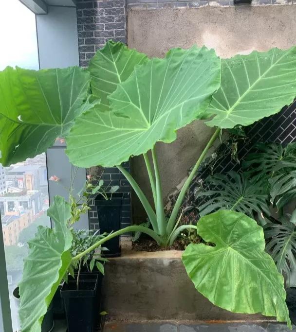 4 cây "xui tận mạng", đẹp đến mấy cũng CHỚ trồng trong nhà- Ảnh 3.