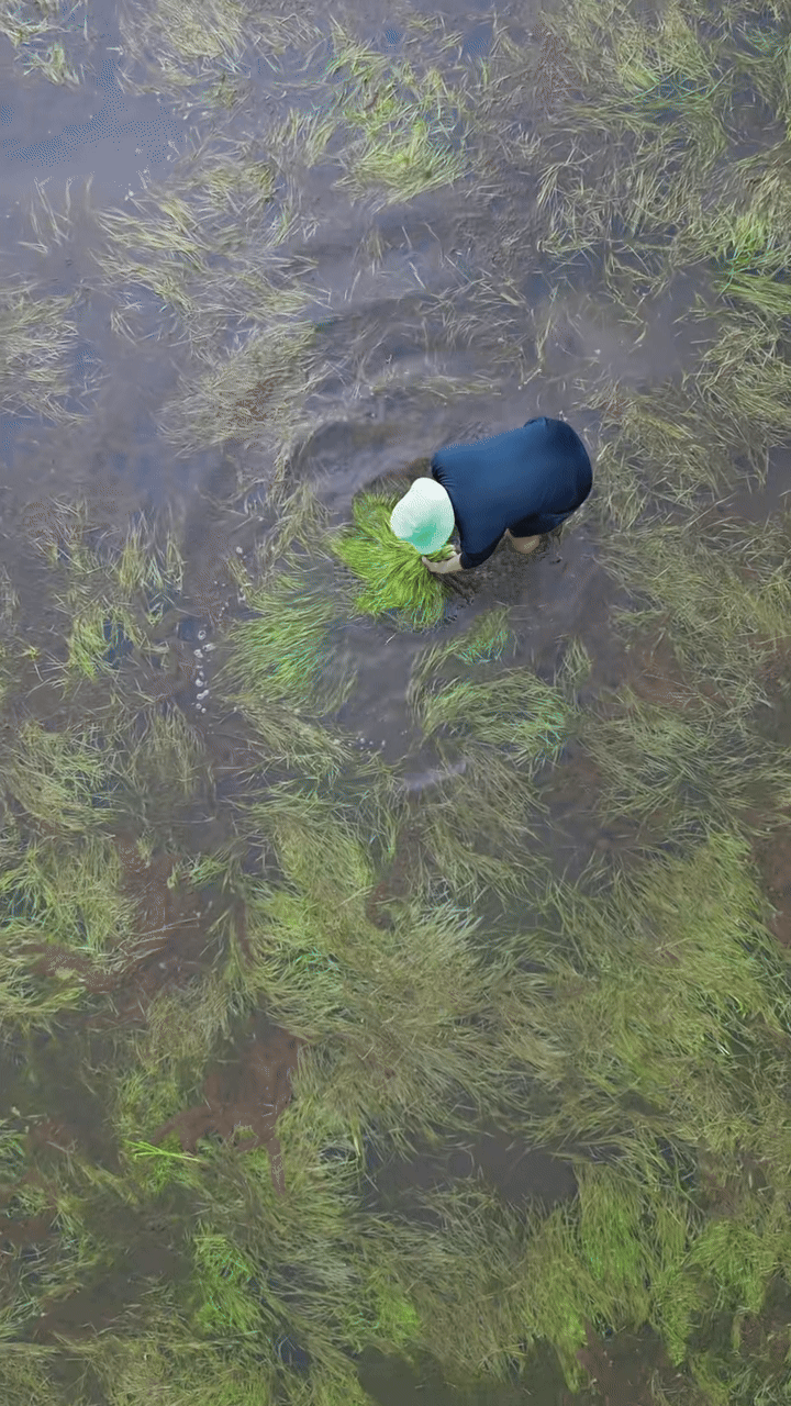 Đặc sản trời cho miền Tây, cả nước trầm trồ- Ảnh 5.