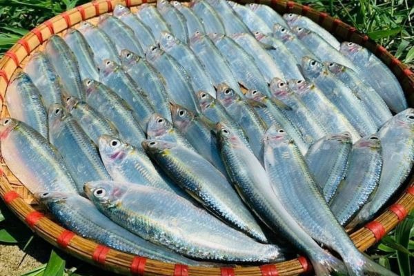 Top 6 loại cá ít thủy ngân bậc nhất- Ảnh 3. Top 6 loại cá ít thủy ngân bậc nhất- Ảnh 3.