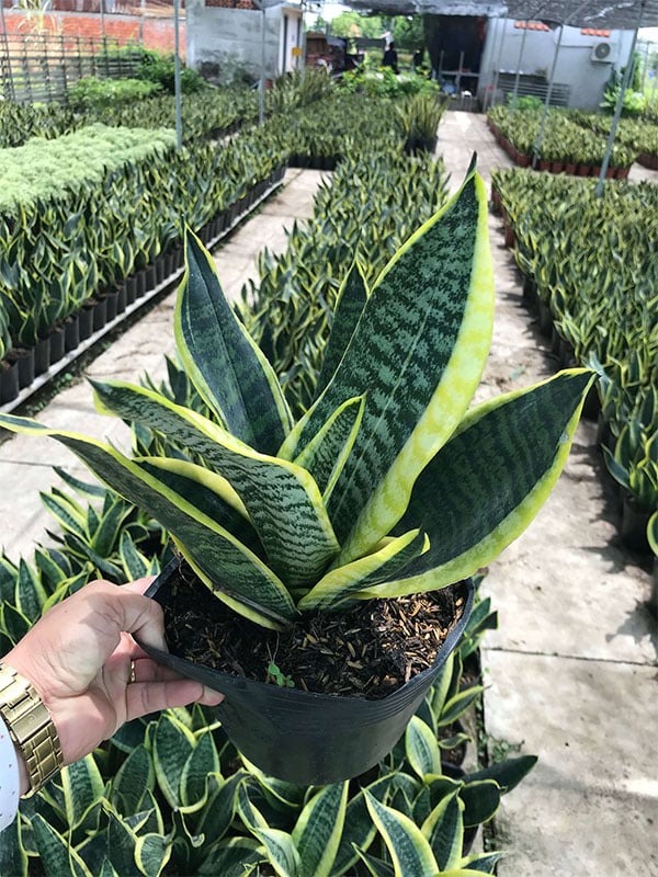 Rắn sợ nhất 5 cây này- Ảnh 3.