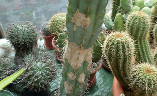 Ông bà nói: "Cây thuận đất thì thịnh, cây nghịch đất thì suy" - Có 3 cây tuyệt đối KHÔNG NÊN trồng trước cửa nhà- Ảnh 2. Ông bà nói: "Cây thuận đất thì thịnh, cây nghịch đất thì suy" - Có 3 cây tuyệt đối KHÔNG NÊN trồng trước cửa nhà- Ảnh 2.