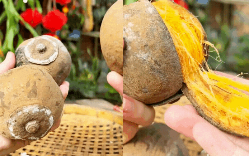 Cơn sốt quả lạ Chupa Chupa Cơn sốt quả lạ Chupa Chupa