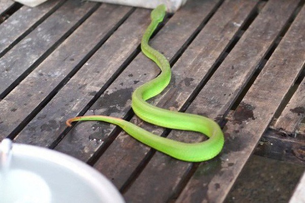 4 loài hoa dụ rắn vào nhà- Ảnh 1.