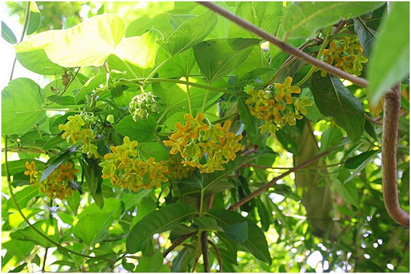 4 loài hoa dụ rắn vào nhà- Ảnh 4.