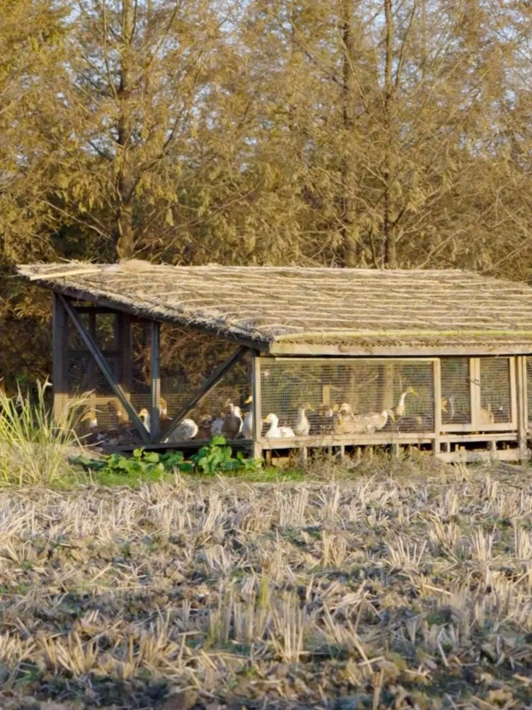 Vừa đi làm, vừa làm nông: Nông trại 400 mẫu trở thành quyết định tài chính đúng của đôi vợ chồng trung niên- Ảnh 13.