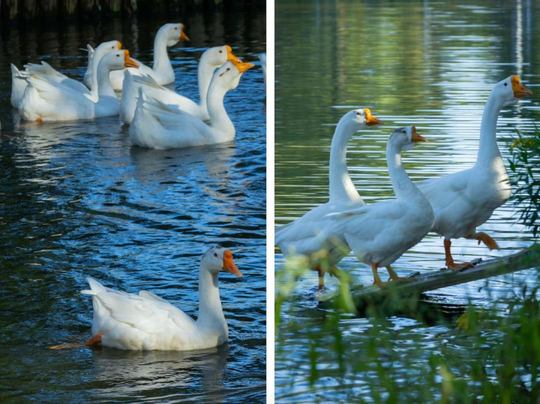 Vừa đi làm, vừa làm nông: Nông trại 400 mẫu trở thành quyết định tài chính đúng của đôi vợ chồng trung niên- Ảnh 16.