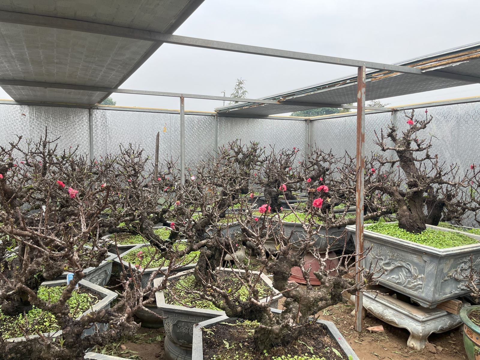 Việt Nam có "vua đào Tết" cực quý hiếm: Không phải đào huyền, đào chuông, được ví như sản vật tiến Vua- Ảnh 2.