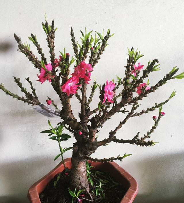 Việt Nam có "vua đào Tết" cực quý hiếm: Không phải đào huyền, đào chuông, được ví như sản vật tiến Vua- Ảnh 1.