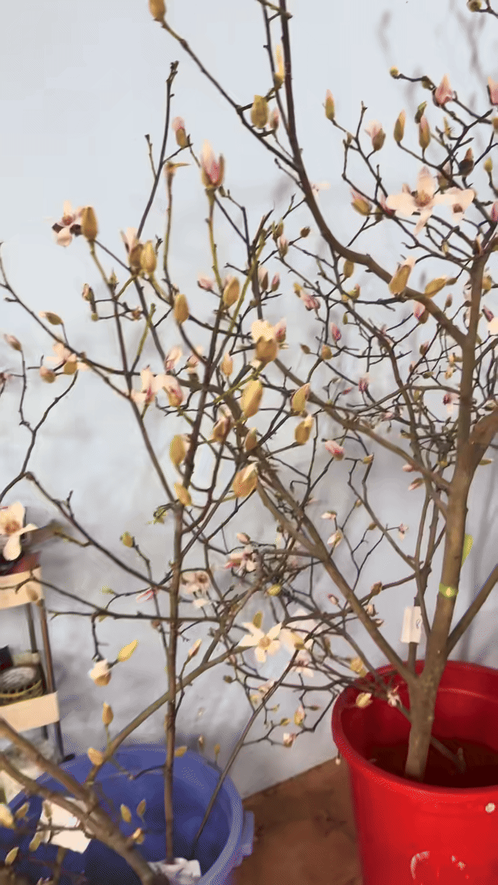 Bỏ tiền triệu mà vẫn "tàn canh gió lạnh", hội người nghị lực nhất Tết 2026 gọi tên dân chơi mộc lan - Ảnh 23.