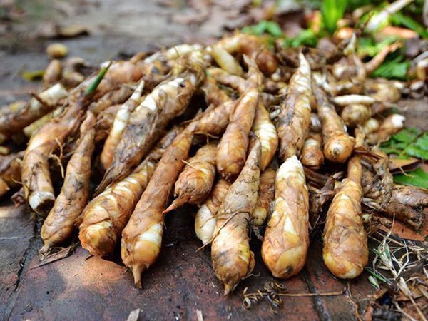 Củ dong riềng tưởng chỉ để ăn cho ấm bụng, hóa ra lại giúp xương chắc, mắt khỏe, đề kháng tốt hơn - Ảnh 1.