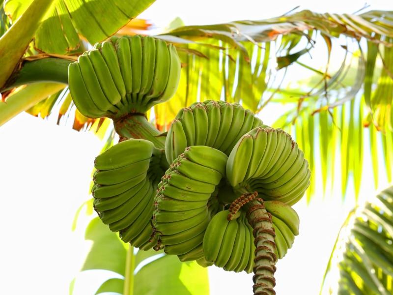 Nải chuối hình bàn tay Phật trông thế nào? Giá đắt nhất từ trước đến nay - Ảnh 1.