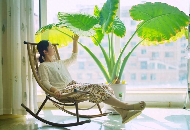 Cây trong phòng khách không phải nhiều là tốt: 3 loại nên trồng - 2 loại người xưa tránh xa - Ảnh 1.