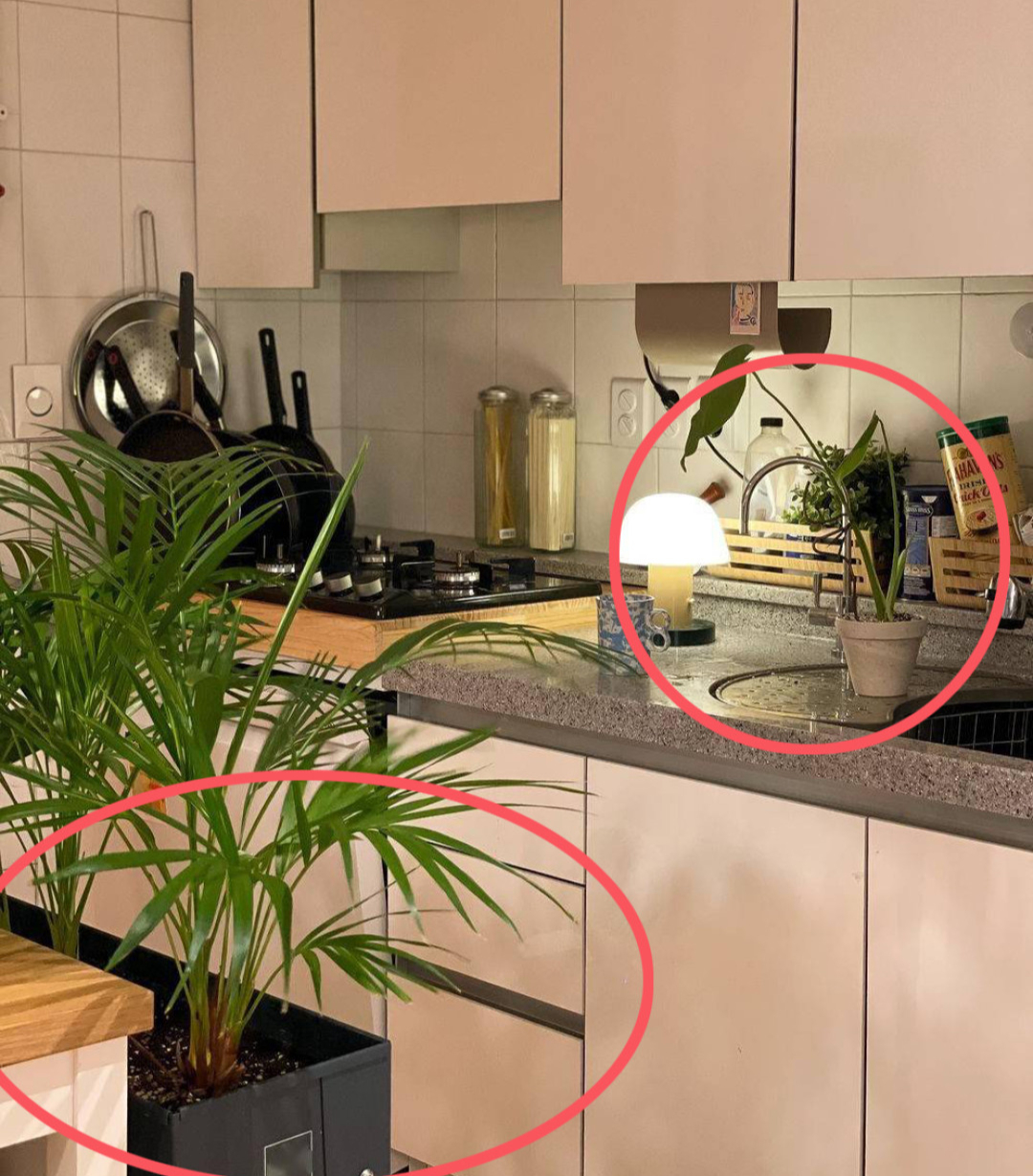 Nhiều người đặt cây này cạnh bếp cho đẹp mà không biết đang vô tình làm thất thoát tiền bạc mỗi tháng - Ảnh 3.