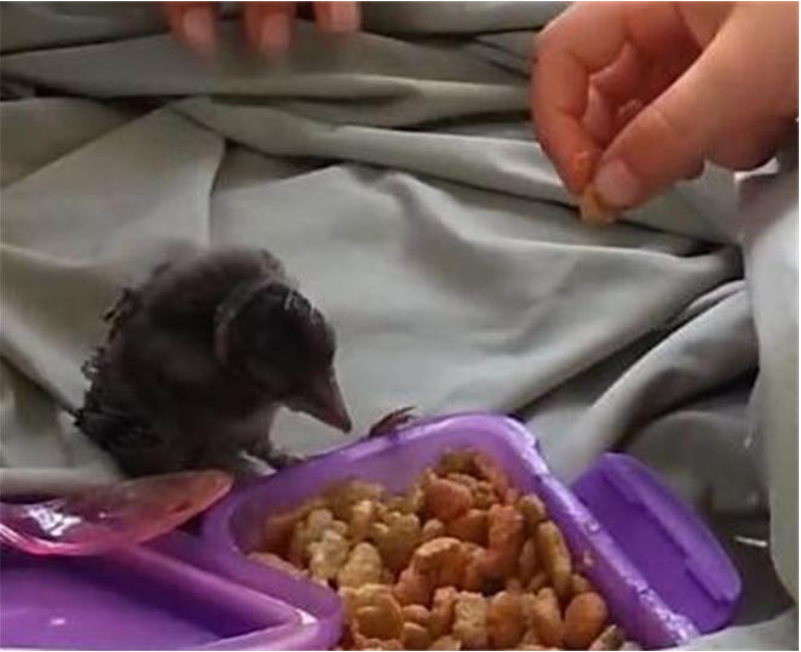 Được cứu sống lúc hấp hối, chú chim nhỏ "trả ơn" người phụ nữ mắc ung thư theo cách bác sĩ cũng ngỡ ngàng- Ảnh 1.