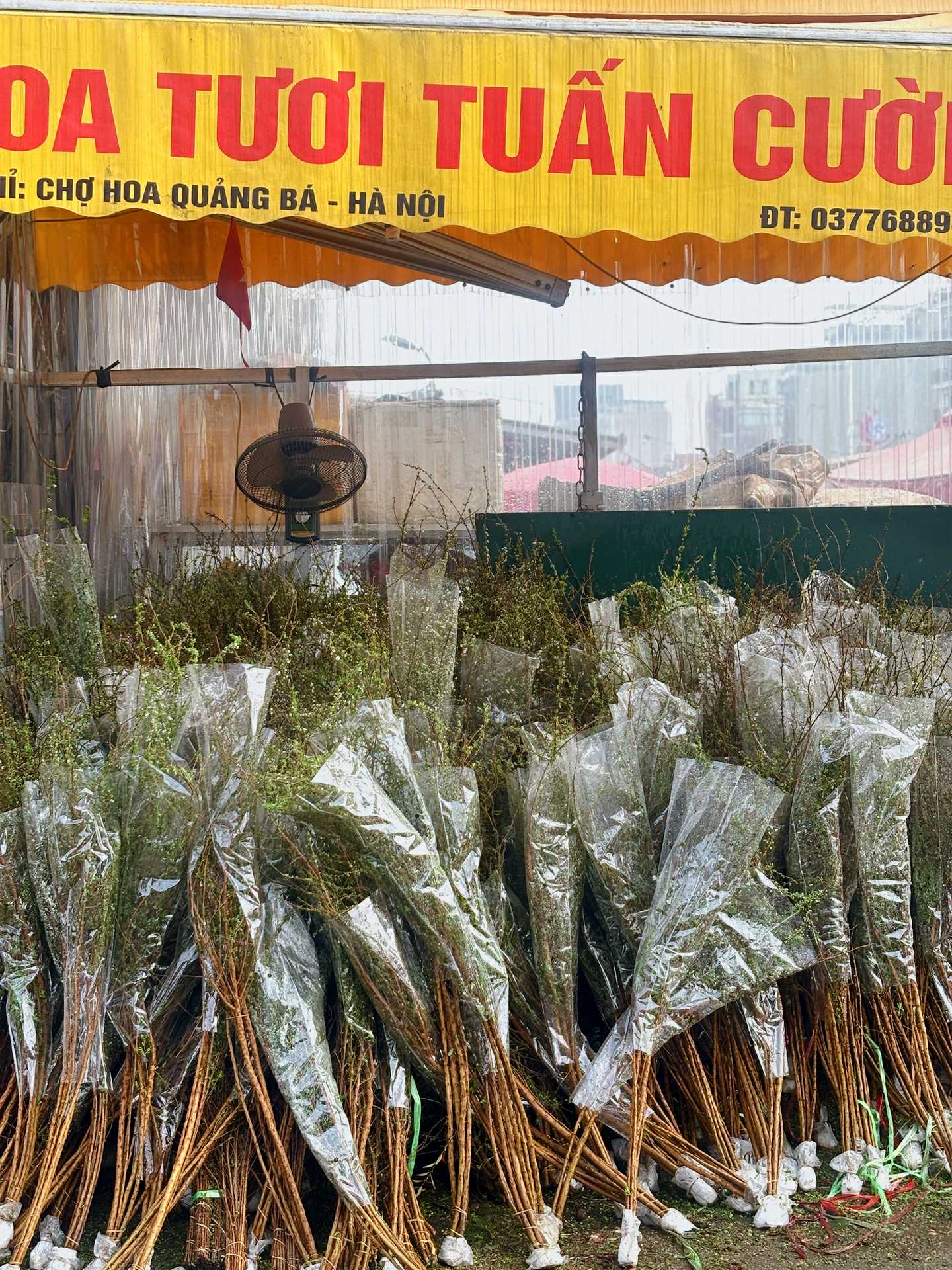 Cập nhật giá cả hoa ngày 28 Tết: Tuyết mai rẻ bất ngờ, cúc đẹp “đỉnh cao”, mộc lan trở thành hot trend - Ảnh 1.