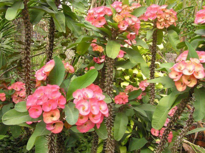 Cây trong phòng khách không phải nhiều là tốt: 3 loại nên trồng - 2 loại người xưa tránh xa - Ảnh 3.