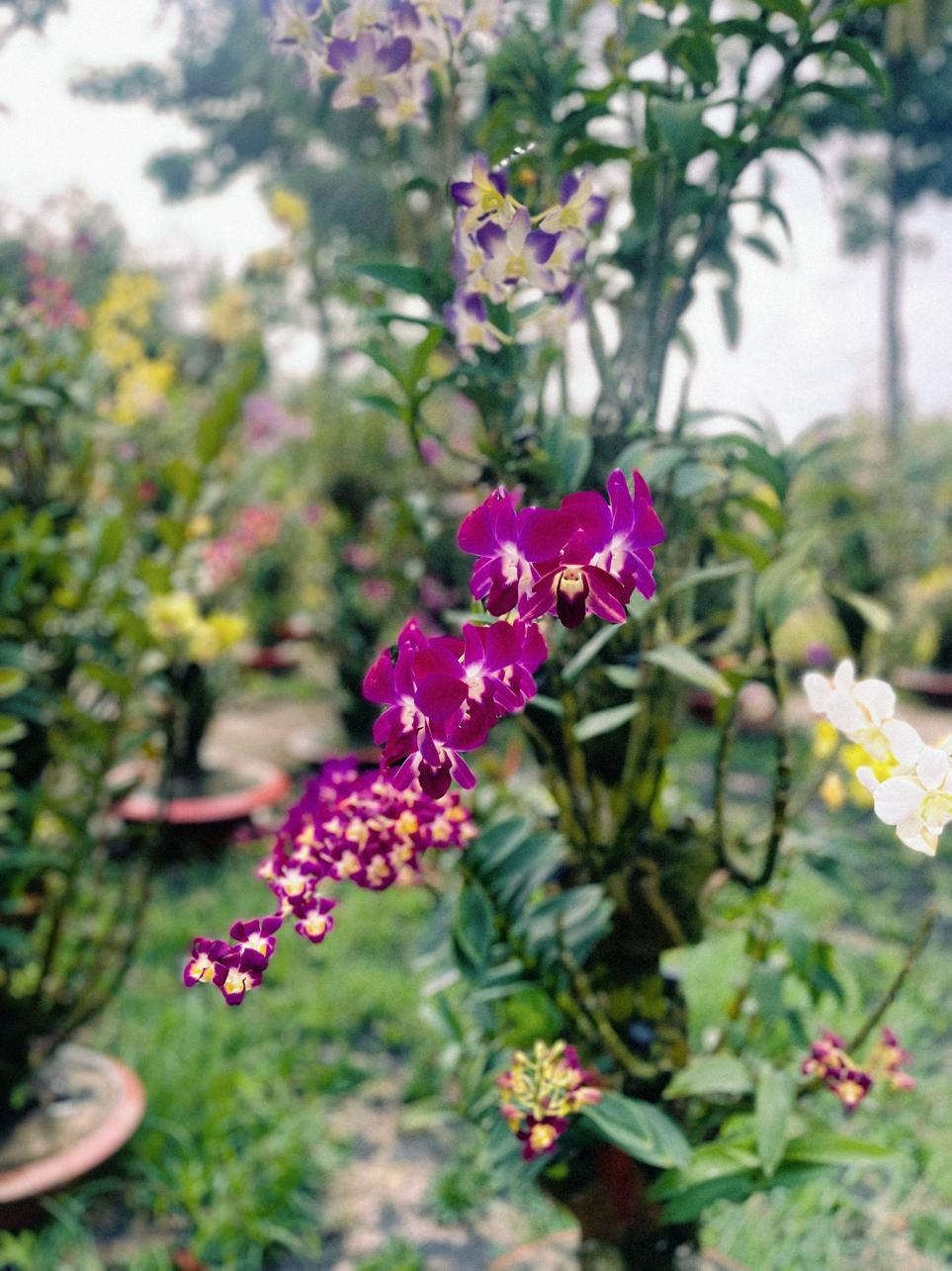 Tết xưa Trà Sư- Ảnh 3.