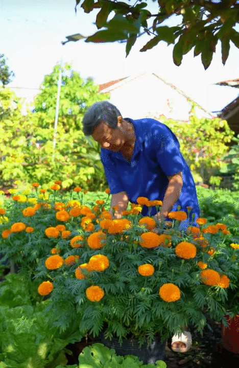Mùng 1 Tết, ghé thăm căn nhà miền Tây với không khí đầu năm ngập sắc xuân: Hoa nở kín hiên, trái trĩu cành- Ảnh 9.
