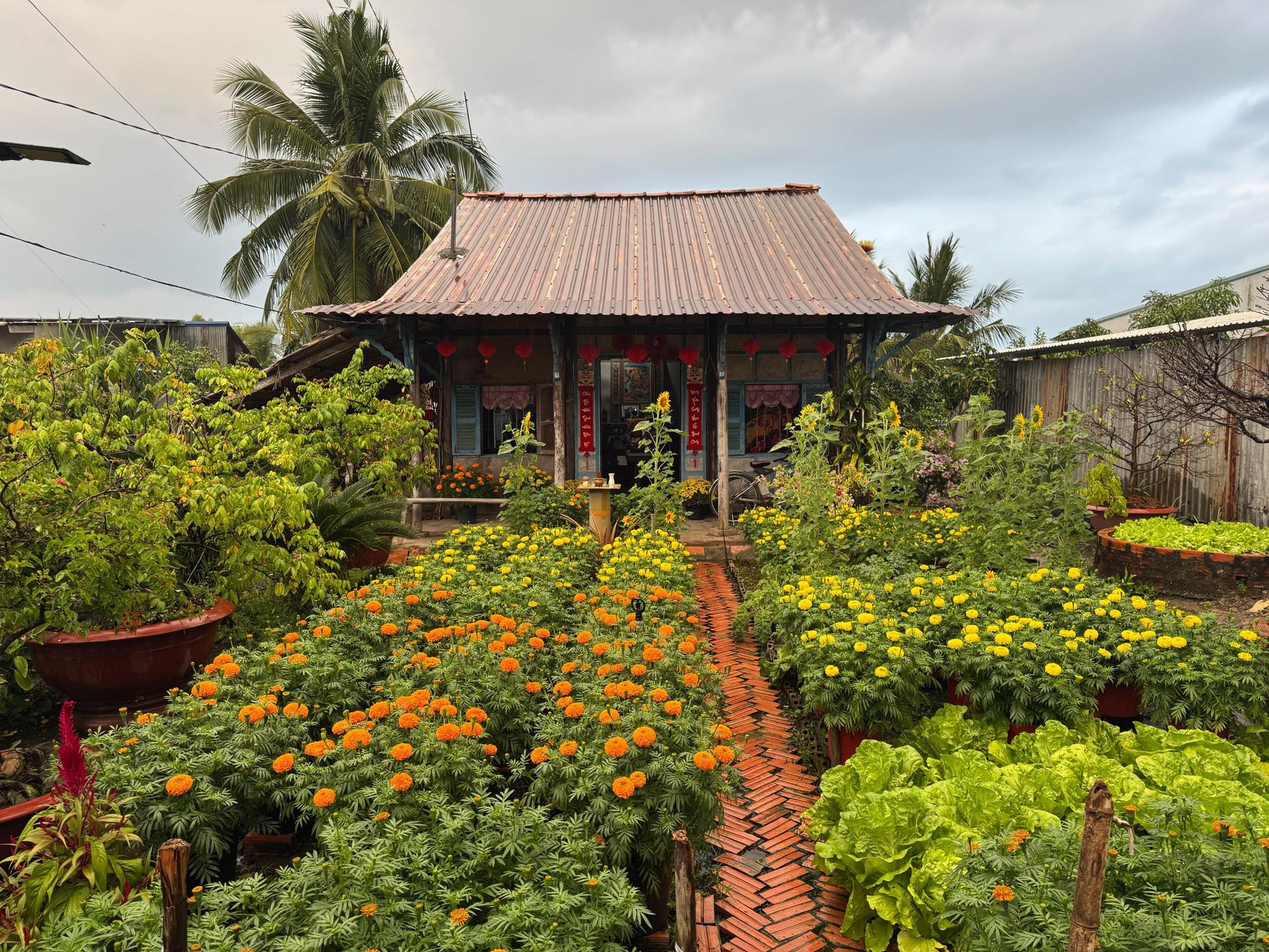 Mùng 1 Tết, ghé thăm căn nhà miền Tây với không khí đầu năm ngập sắc xuân: Hoa nở kín hiên, trái trĩu cành- Ảnh 21.