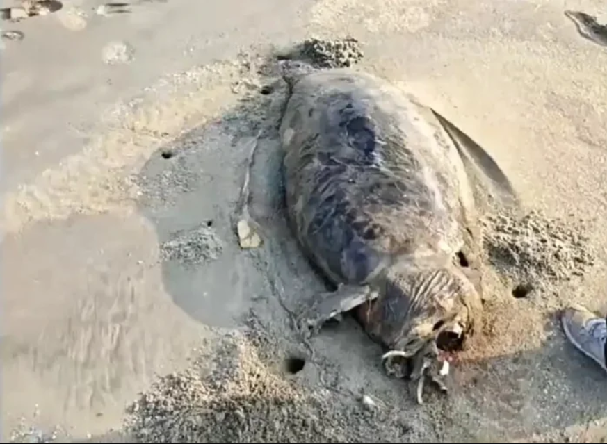 Phát hiện "nàng tiên cá" dạt vào bãi biển, chuyên gia xác nhận: Đây là loài từng bị tuyên bố tuyệt chủng - Ảnh 1.