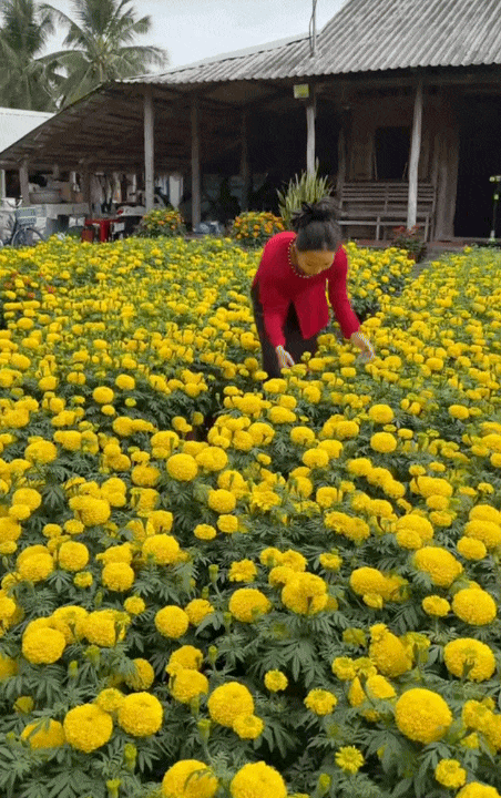 Tết trong khu vườn 3.000m2 ở miền T&acirc;y: Hoa nở rộ khắp vườn, gia chủ chăm ch&uacute;t từng kh&oacute;m hoa từ 2 th&aacute;ng trước- Ảnh 4.