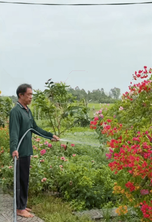 Tết trong khu vườn 3.000m2 ở miền T&acirc;y: Hoa nở rộ khắp vườn, gia chủ chăm ch&uacute;t từng kh&oacute;m hoa từ 2 th&aacute;ng trước- Ảnh 6.