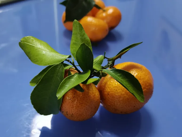 Loại trái cây “chiếm sóng” mọi buổi tụ họp Tết nhưng ăn quá tay lại gây bệnh, không biết là thiệt thòi- Ảnh 2. Loại trái cây “chiếm sóng” mọi buổi tụ họp Tết nhưng ăn quá tay lại gây bệnh, không biết là thiệt thòi- Ảnh 2.