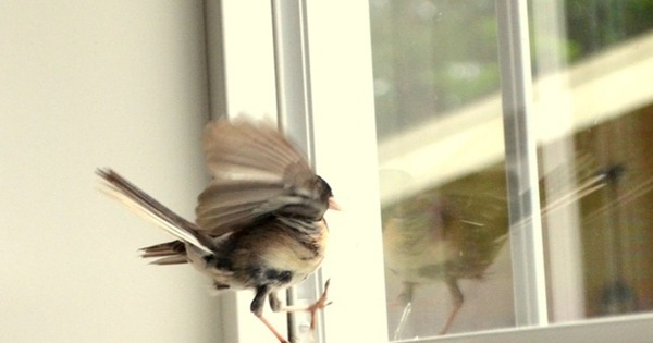 Đầu xuân năm mới: 3 vật vào nhà là điềm báo tốt lành,  tiền tài khởi sắc, chớ dại đuổi đi- Ảnh 2.