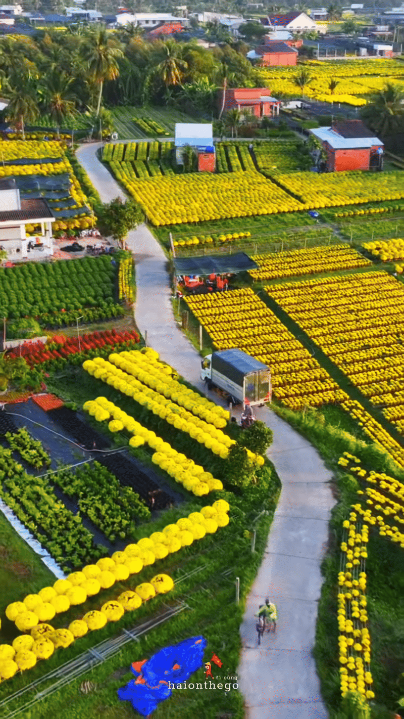 Làng hoa miền Tây đẹp nhất Việt Nam, cả nước sững sờ- Ảnh 1.