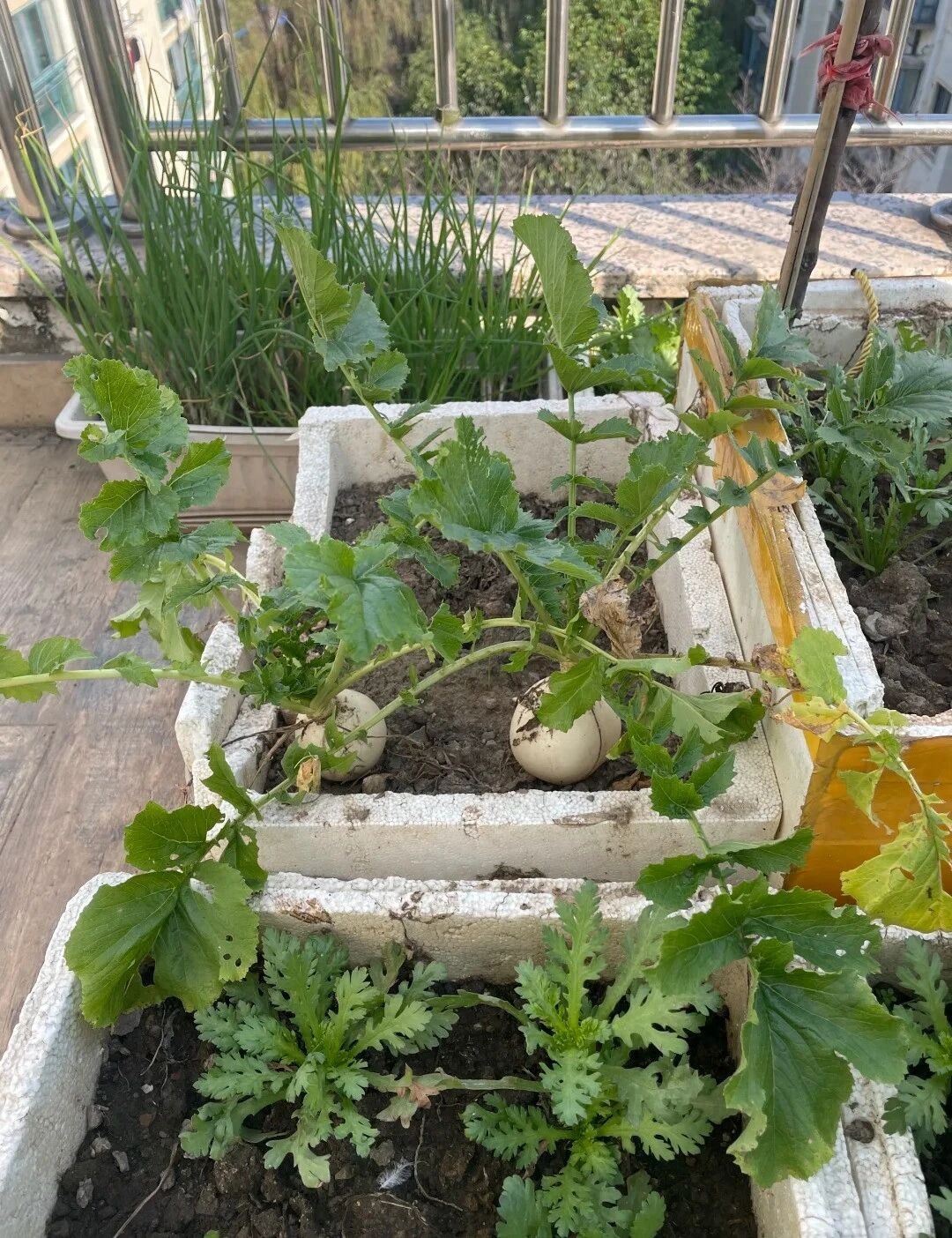 Cụ ông gây sốt vì trồng củ cải trên ban công: Củ to trắng muốt, chăm như báu vật khiến dân mạng "phát sốt" - Ảnh 1.