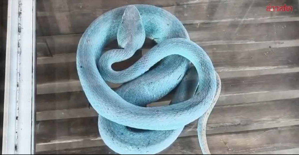 Người phụ nữ bắt rắn xanh lam "cực hiếm", chuyện lạ diễn ra ngay sau đó khiến dân làng kéo đến kín sân - Ảnh 2.