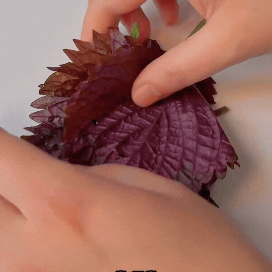 Mớ tía tô vài nghìn đem làm hũ "thần thánh" này là cực phẩm: Vừa tút tát nhan sắc, vừa nâng tầm vạn món ăn!- Ảnh 7.