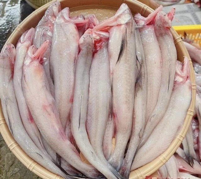 Loài cá mềm như cháo, "đặt vào môi trôi vào họng" giá 1 triệu đồng/kg "cháy hàng" ngày đầu năm, có tiền cũng khó mua - Ảnh 4.