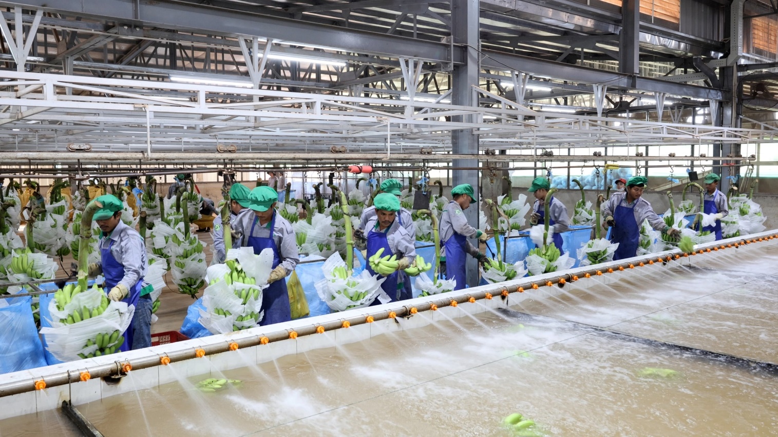 Thế giới nông nghiệp lạ thường và những điều không tưởng... - Ảnh 2.