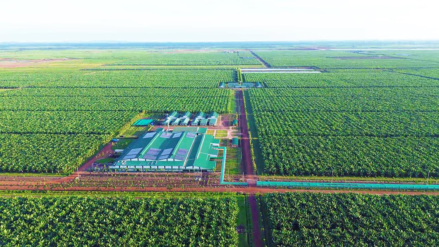 THACO AGRI - Khát vọng tái thiết xuyên biên giới: Cuộc chơi bắt đầu từ đất - Ảnh 3.