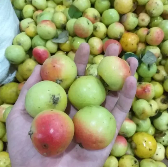 Mẹ bầu ăn trái cây thế nào cho đúng? 8 loại quả cần thận trọng trong thai kỳ - Ảnh 2.