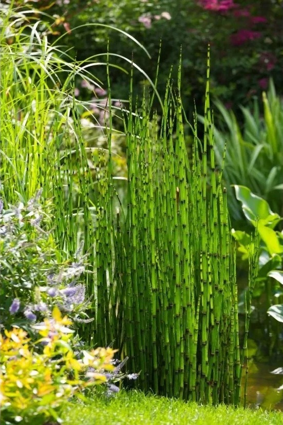 Đừng dại trồng 8 loại cây này trong nhà và sân vườn: Đẹp trước mắt, “đau ví” về sau - Ảnh 3.