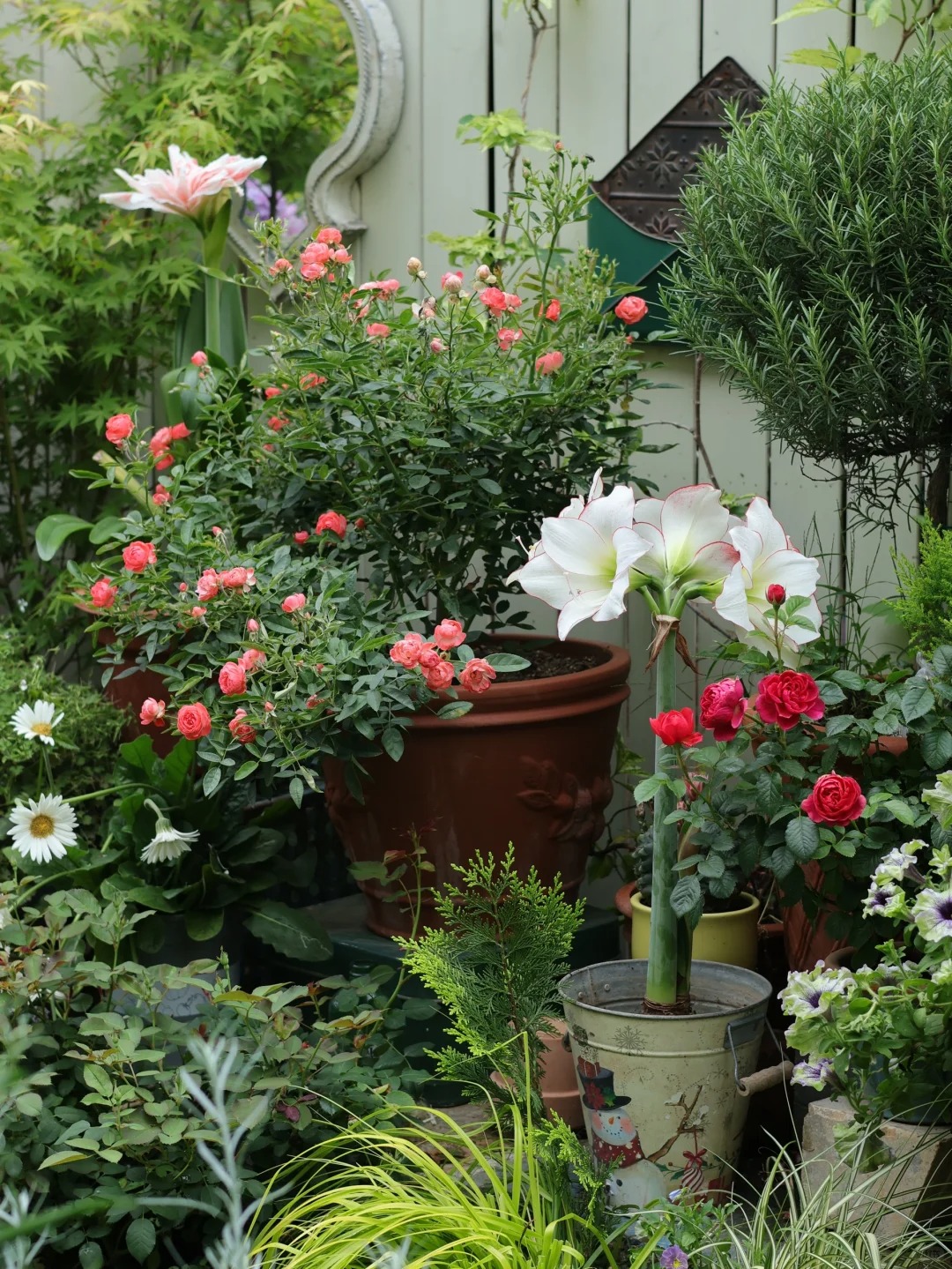 Đừng dại trồng 8 loại cây này trong nhà và sân vườn: Đẹp trước mắt, “đau ví” về sau - Ảnh 8.