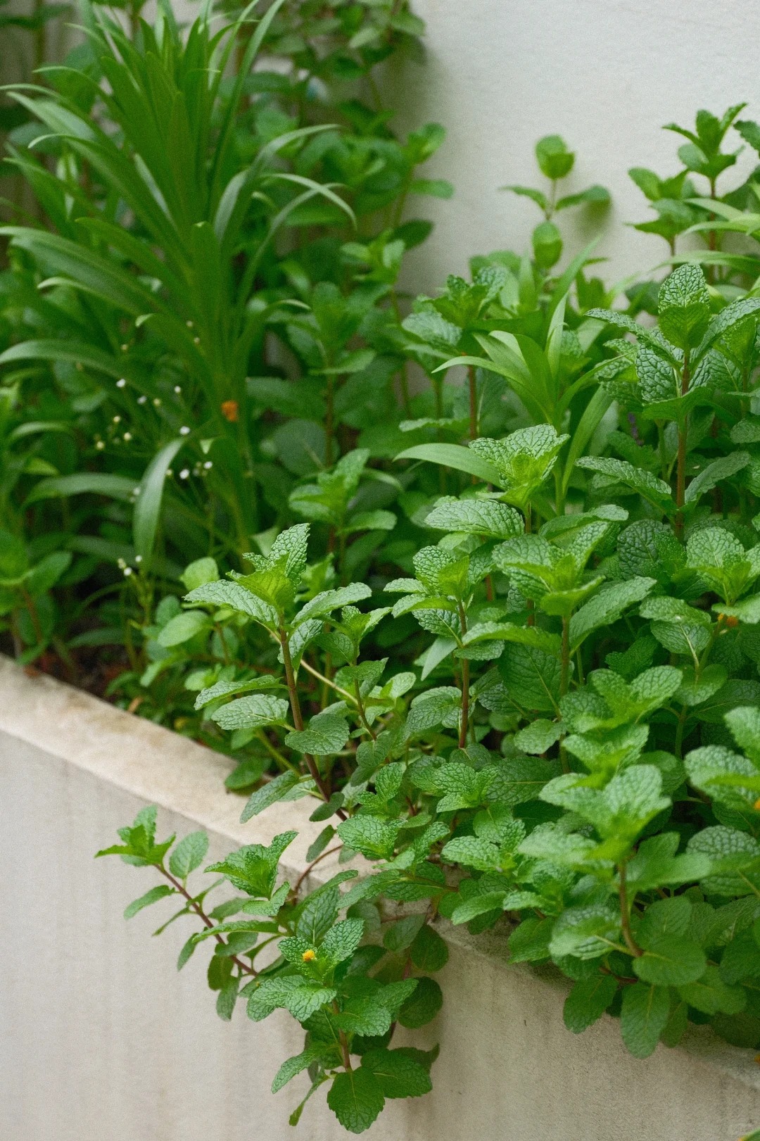 Đừng dại trồng 8 loại cây này trong nhà và sân vườn: Đẹp trước mắt, “đau ví” về sau - Ảnh 4.